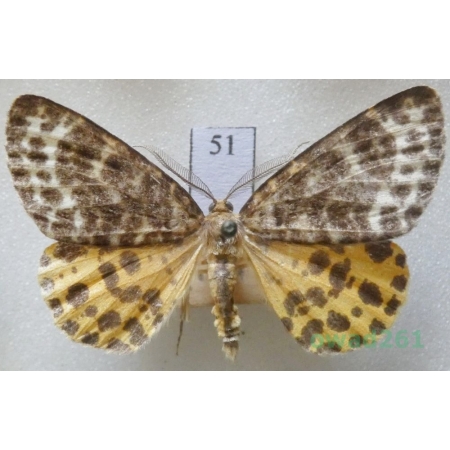 Arichanna melanaria (Linnaeus, 1758) male Czech51